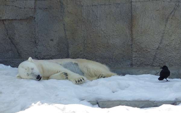 【画像】眠っている動物たち