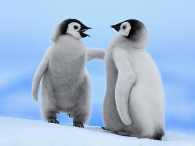 もふもふした動物達の画像を貼るトピ
