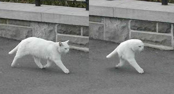和む画像を集めるトピ