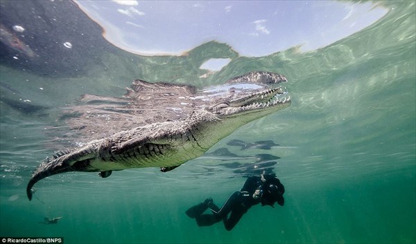 クジラやホオジロザメ、シャチなど海の大きな生き物が好きな人