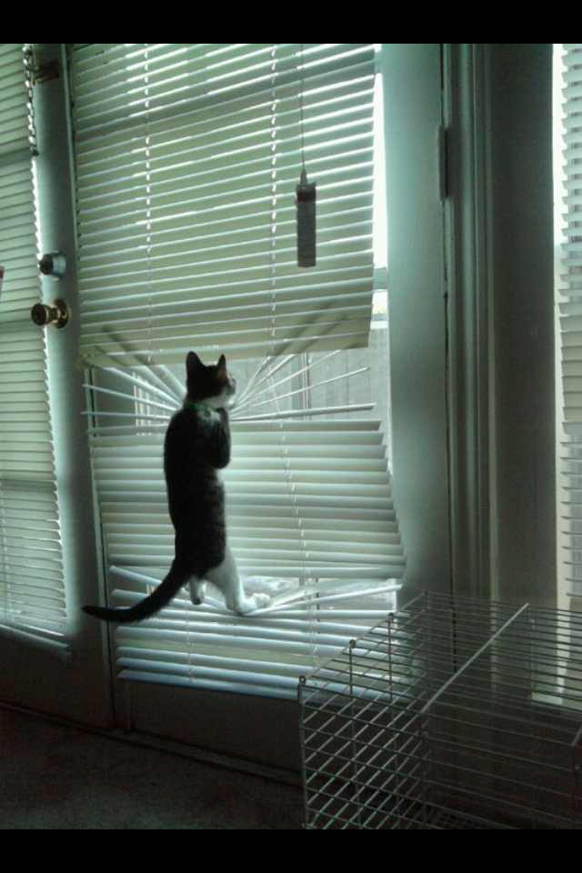 猫あるある画像