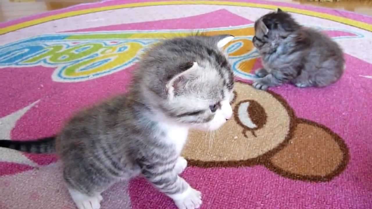 かわいい子猫 - YouTube
