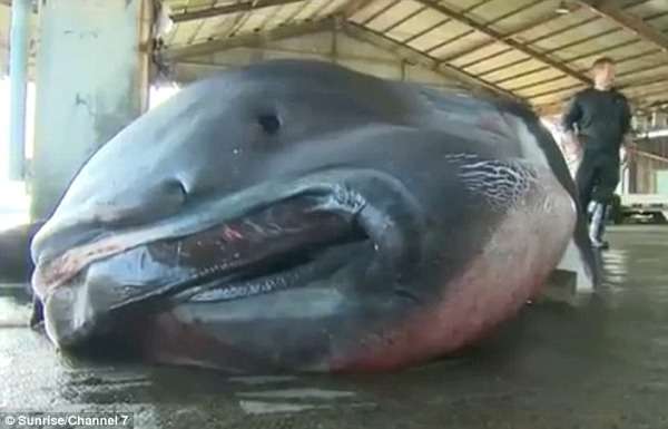 クジラやホオジロザメ、シャチなど海の大きな生き物が好きな人