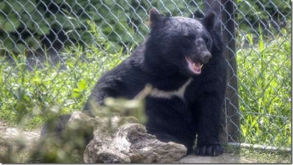 群馬サファリパークで女性従業員が熊に襲われて死亡