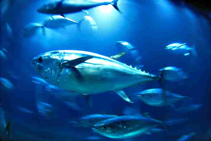 クジラやホオジロザメ、シャチなど海の大きな生き物が好きな人