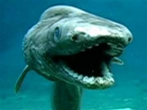 海の珍獣！ラブカ　生きた化石！（Chlamydoselachus anguineus　the living fossil） - YouTube