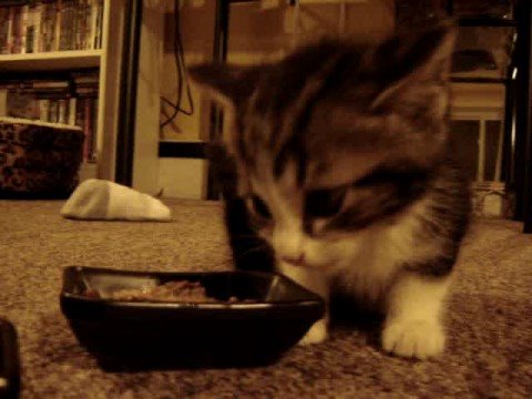 Cute Kitten says "YUM YUM YUM.." while eating (original) - YouTube