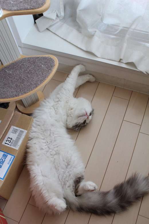 もふもふした動物達の画像を貼るトピ
