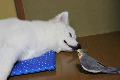 【画像】眠っている動物たち