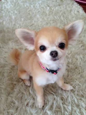 犬のノーリードについて意見を聞かせてください。