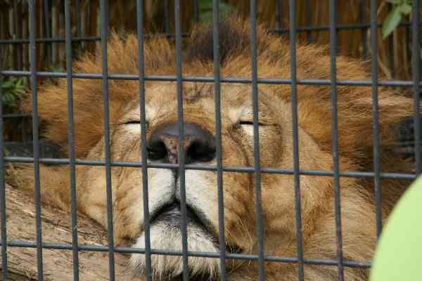 【画像】眠っている動物たち