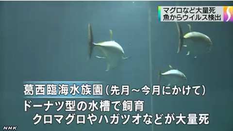 水族館マグロ大量死で残った１匹が人気に→衝突死