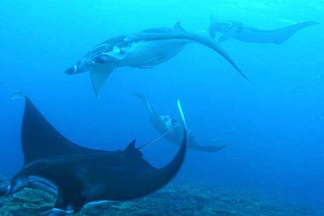 クジラやホオジロザメ、シャチなど海の大きな生き物が好きな人