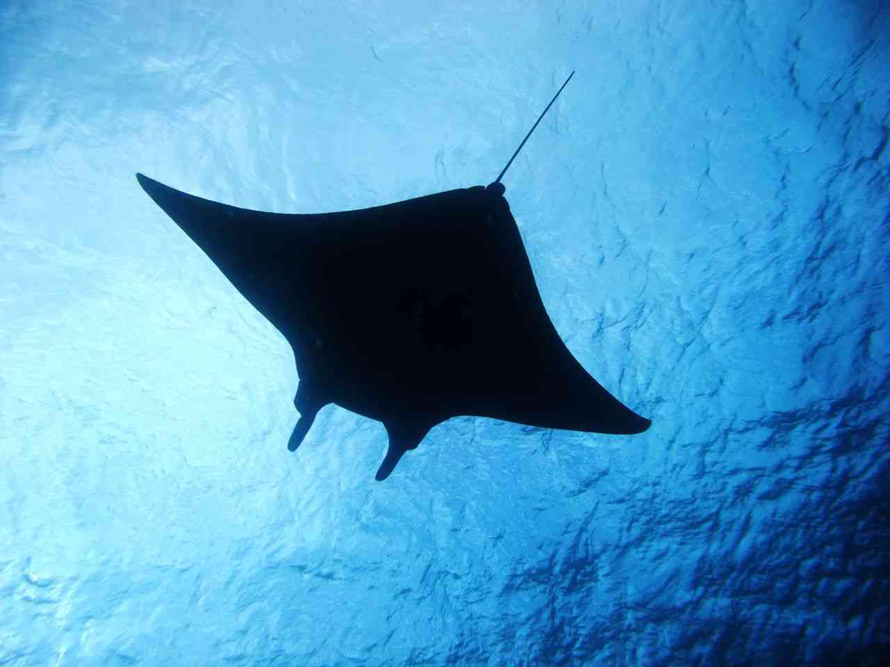 クジラやホオジロザメ、シャチなど海の大きな生き物が好きな人