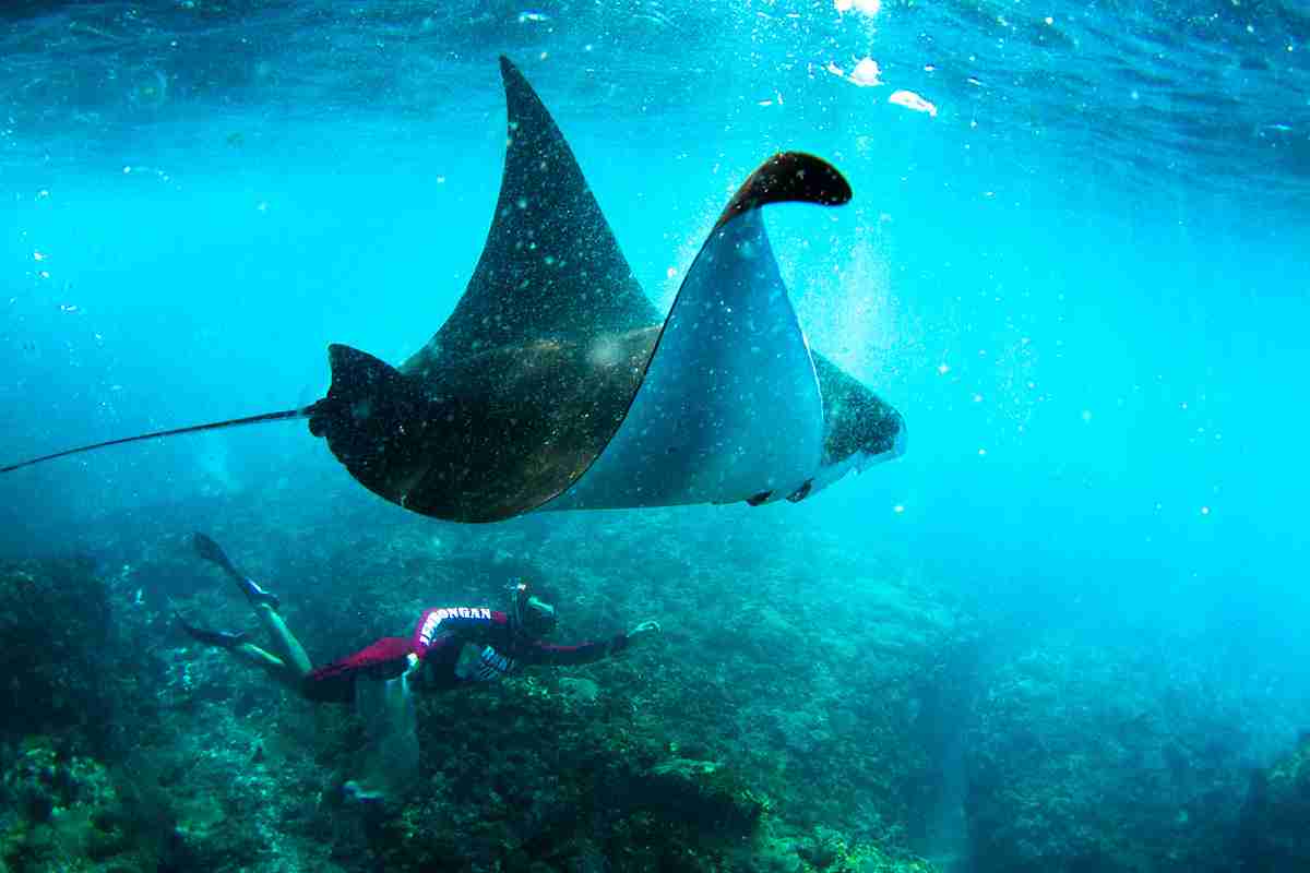 クジラやホオジロザメ、シャチなど海の大きな生き物が好きな人