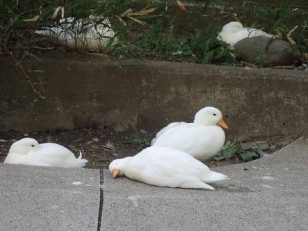【画像】眠っている動物たち