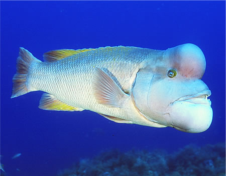 クジラやホオジロザメ、シャチなど海の大きな生き物が好きな人