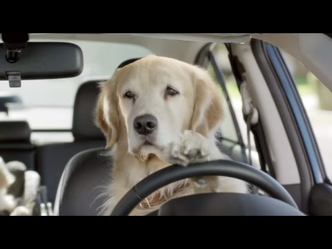 いつから1人で運転しましたか?