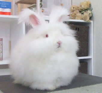 もふもふした動物達の画像を貼るトピ