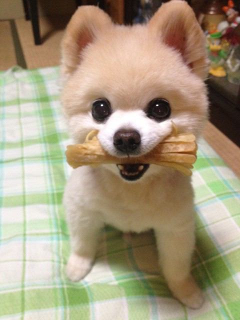 ポメラニアン好きな人ー！