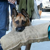 重病の名警察犬が安楽死に。警察官達が敬礼し見送る【画像】 - NAVER まとめ