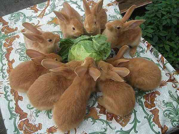 【画像】可愛い動物が溜まりに溜まるトピ