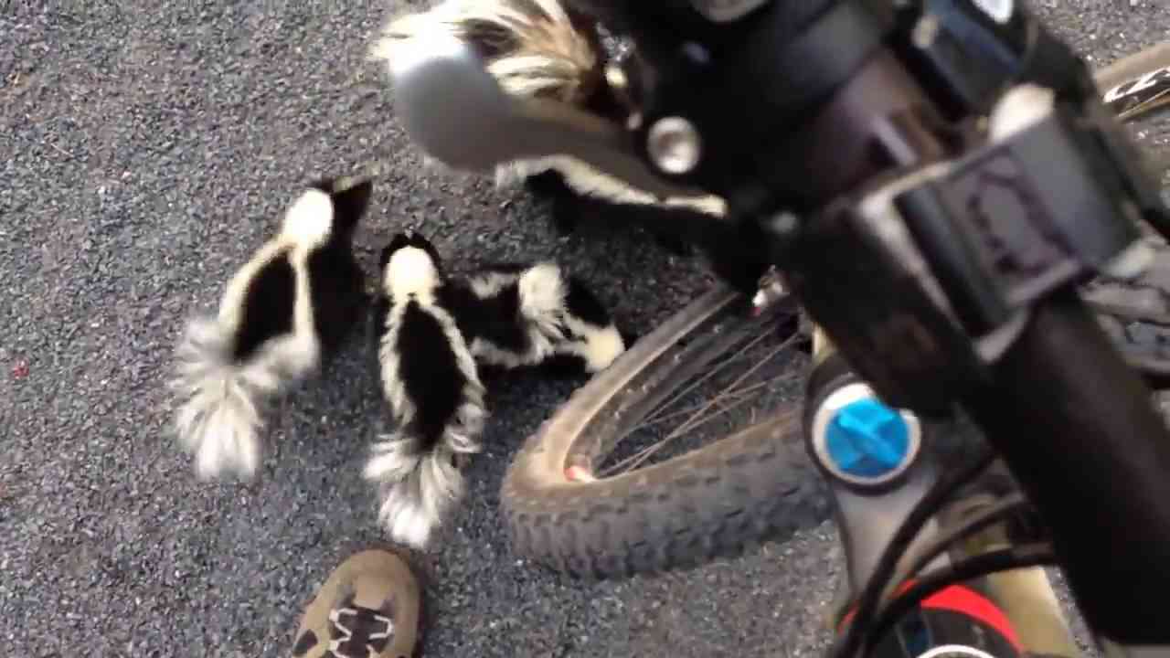 Cyclist has a lucky encounter with a family of skunks - YouTube