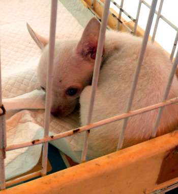 みなさんは、子犬や子猫の移動販売についてご存知ですか？　岩手県大槌町「シーサイドタウン　マスト」でペットの移動販売。（有）スマック。 : NGO　Life Investigation Agency