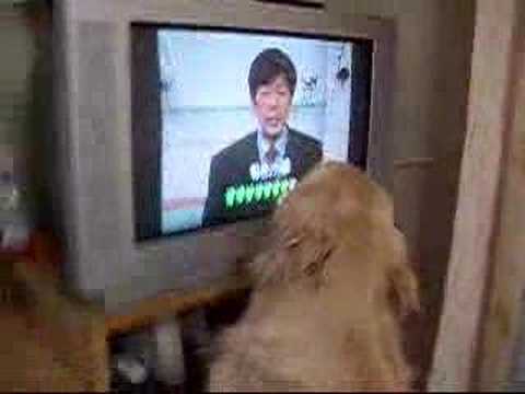 ジャパネット大好き犬 - YouTube