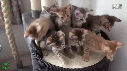 【画像】可愛い動物が溜まりに溜まるトピ