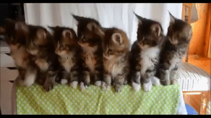 【画像】可愛い動物が溜まりに溜まるトピ