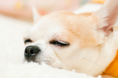 【画像】眠っている動物たち