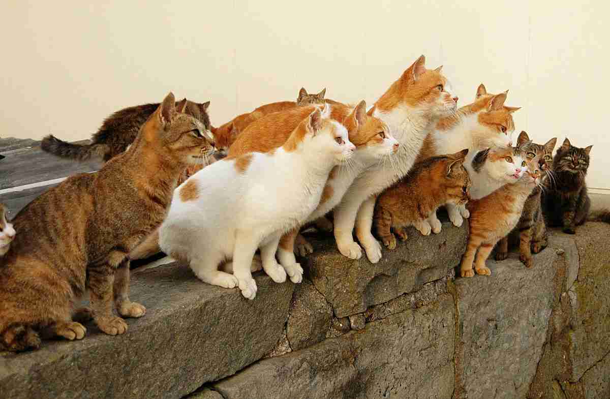 【画像】可愛い動物が溜まりに溜まるトピ