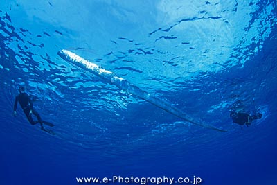 クジラやホオジロザメ、シャチなど海の大きな生き物が好きな人