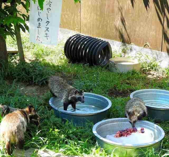夏恒例「冷やしタヌキ」登場　埼玉の動物園、涼感でＰＲ （朝日新聞デジタル） - Yahoo!ニュース