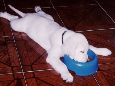 【画像】眠っている動物たち