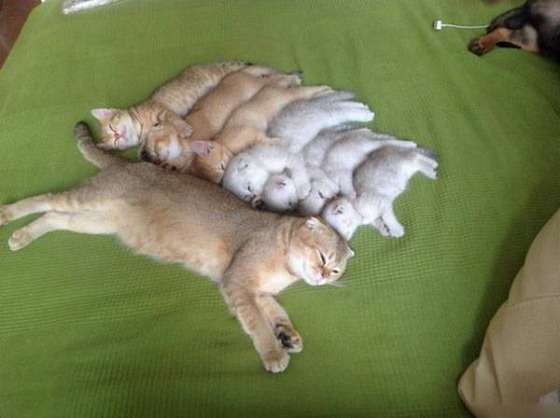 【画像】可愛い動物が溜まりに溜まるトピ