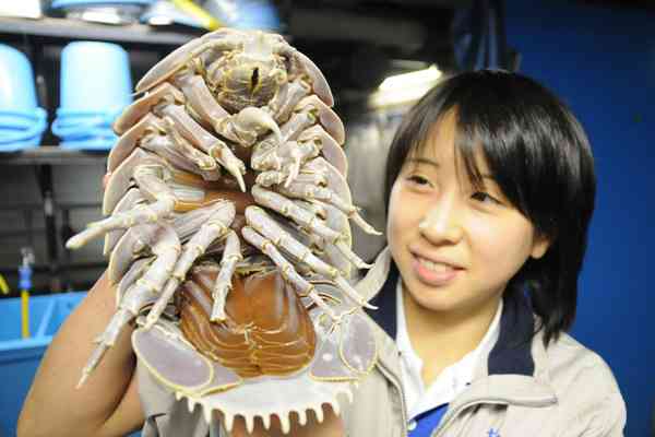 クジラやホオジロザメ、シャチなど海の大きな生き物が好きな人