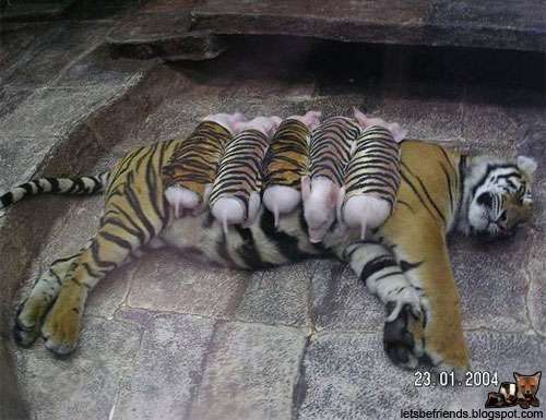 異種だけど仲良しの動物の画像