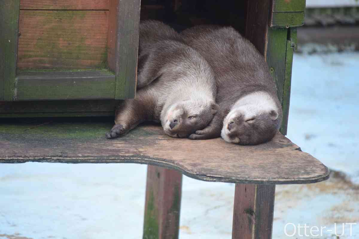 【画像】可愛い動物が溜まりに溜まるトピ