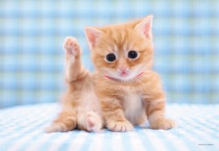 猫の「ω」の画像ください!