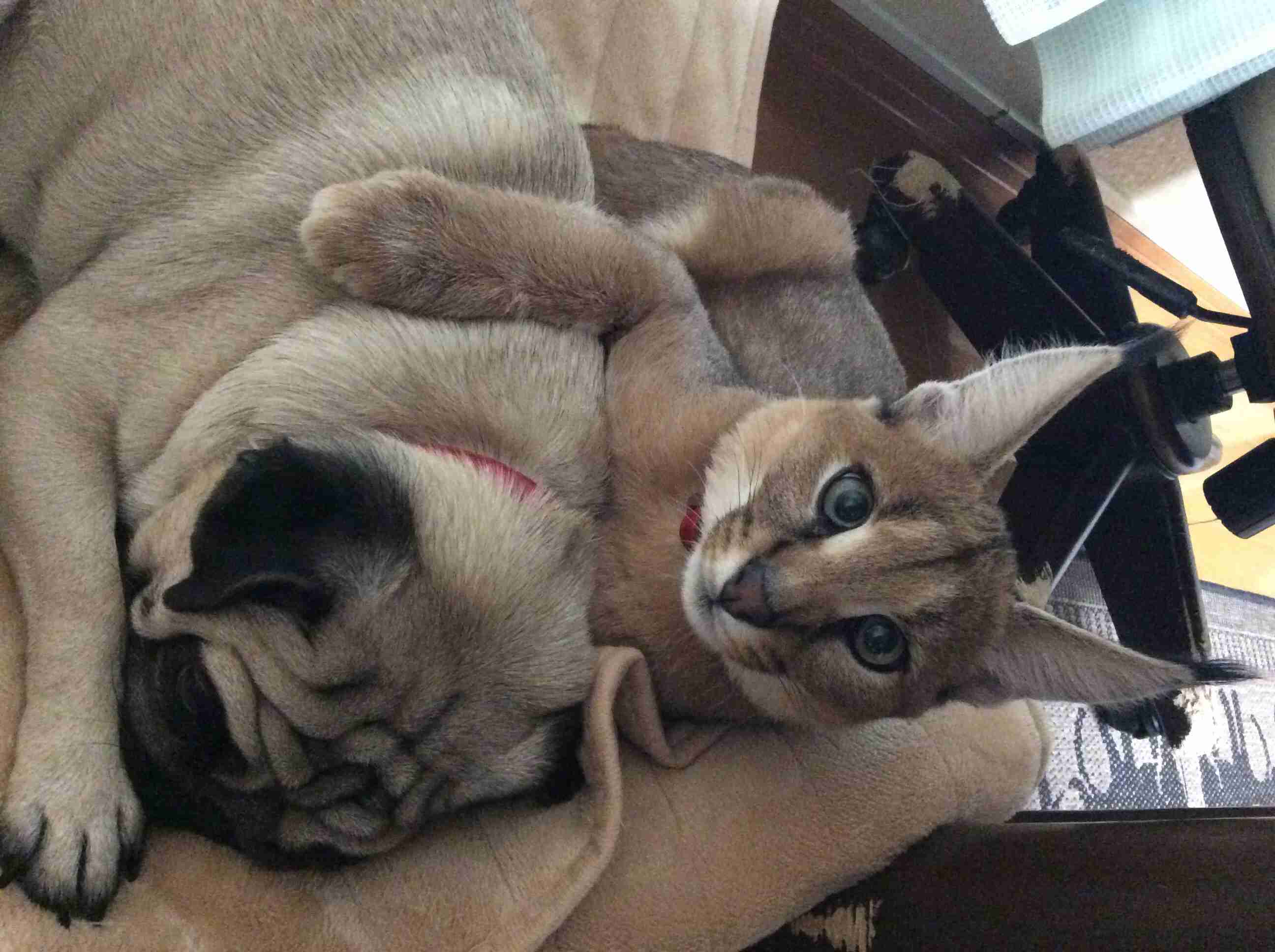 珍しいペットの飼い主さん