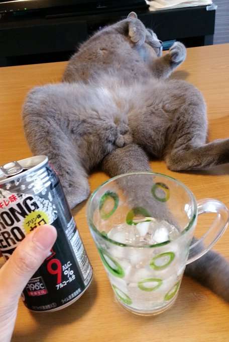 猫の「ω」の画像ください!