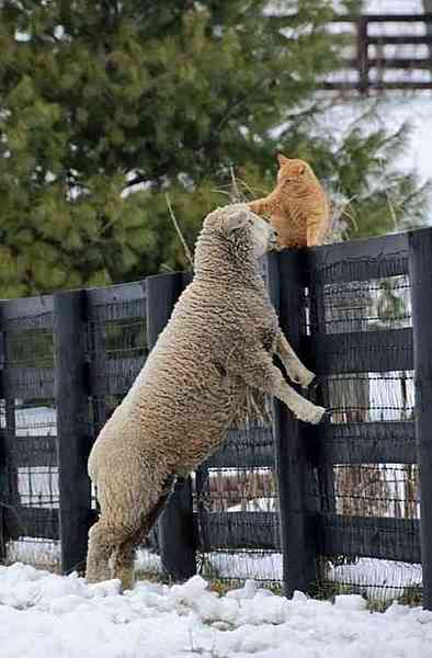 異種だけど仲良しの動物の画像