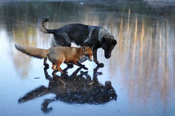 異種だけど仲良しの動物の画像