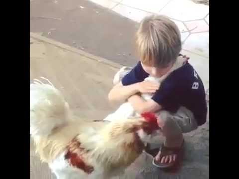 Boy Hugging Chicken - YouTube