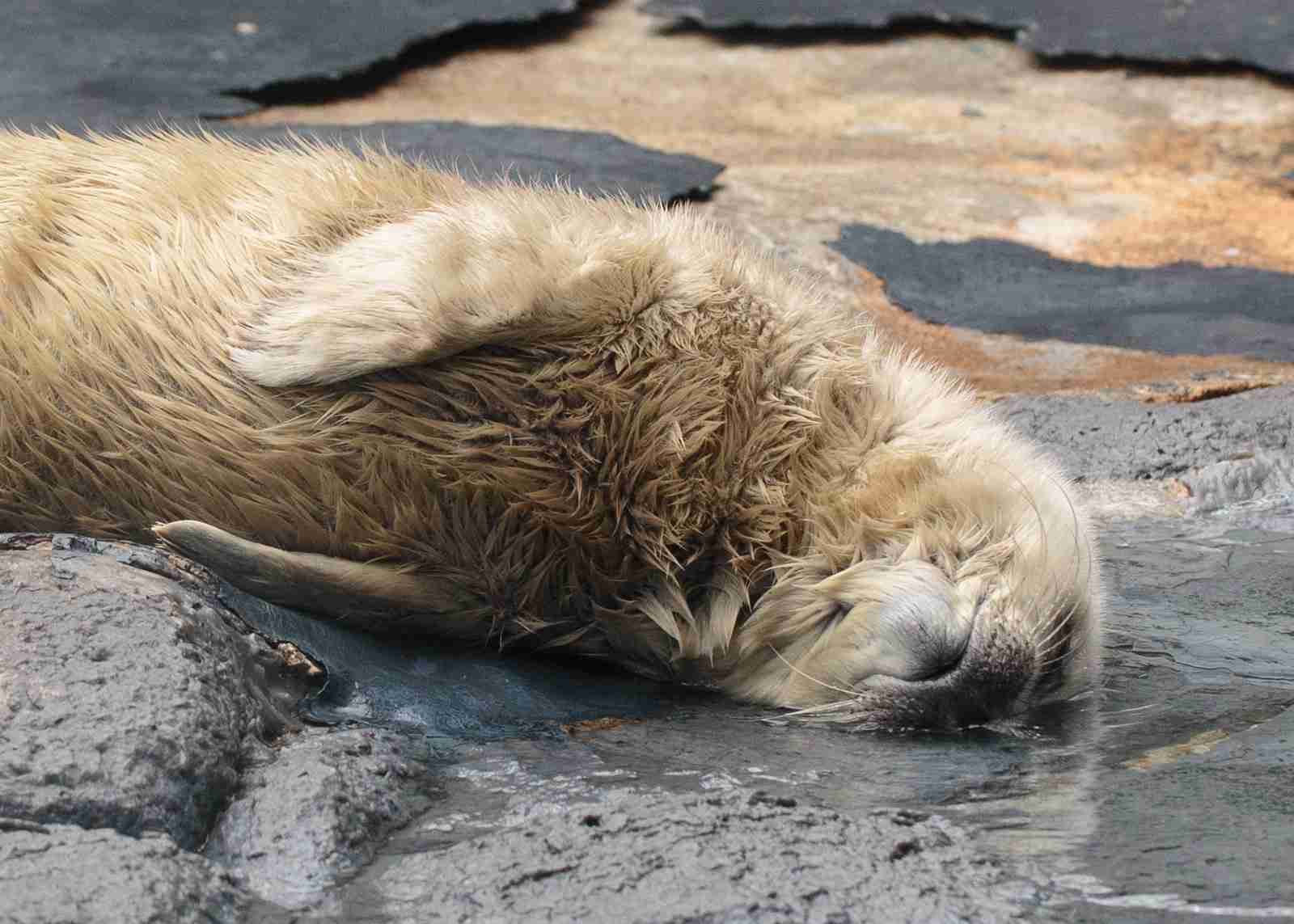 【画像】眠っている動物たち