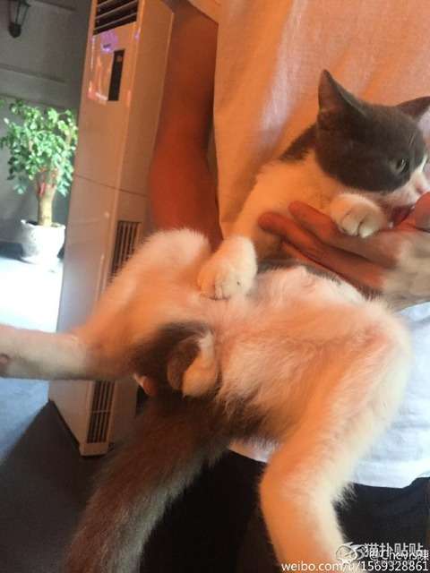 猫の「ω」の画像ください!