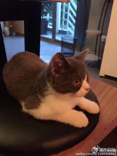 猫の「ω」の画像ください!