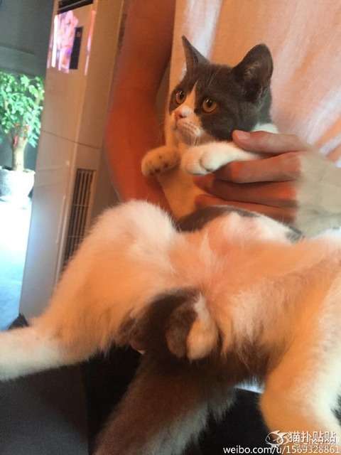 【衝撃ω画像】 なんと、たまたまがツートンカラーになったネコが発見される : 〓 ねこメモ 〓